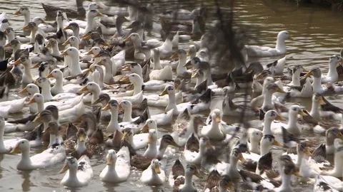 Avian Flu 動画素材 117131327