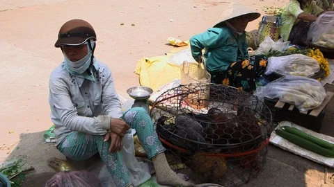 Avian Flu Vidéo 117131332