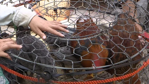 Avian Flu Vidéo 117131336