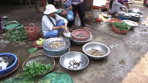 Avian Flu 動画素材 117131380