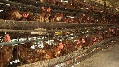 Avian Flu Vidéo 117131556