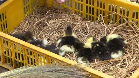 Avian Flu 動画素材 117131569