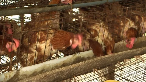 Avian Flu 動画素材 117131626