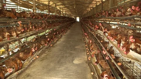 Avian Flu 動画素材 117131641