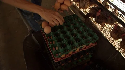 Avian Flu Vidéo 117131668