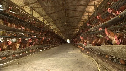 Avian Flu 動画素材 117131699