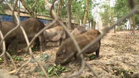 Avian Flu 動画素材 117131702