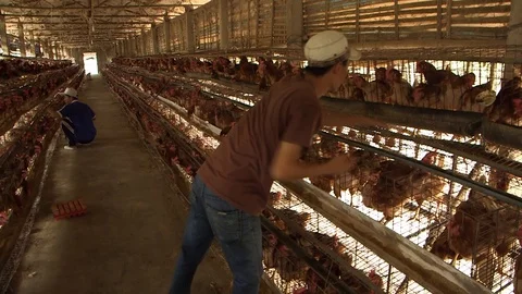 Avian Flu 動画素材 117131717