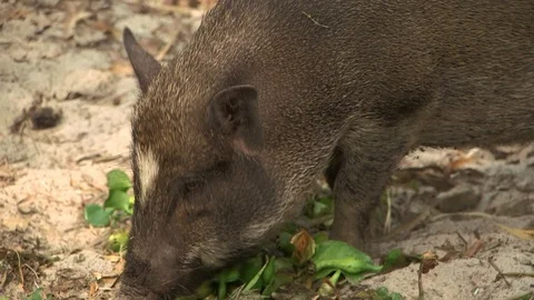 Avian Flu 動画素材 117131819