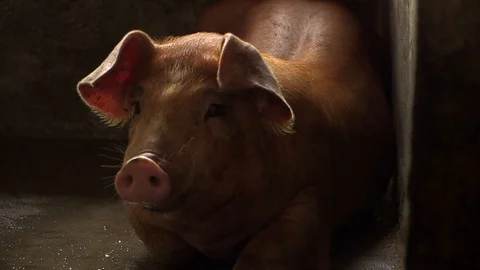 Avian Flu 動画素材 117131852