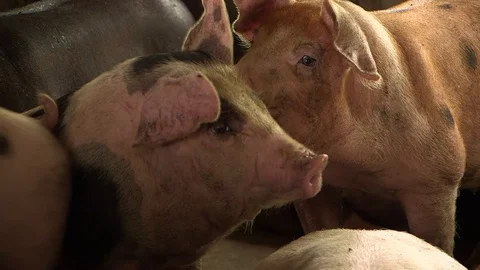 Avian Flu Vidéo 117131906