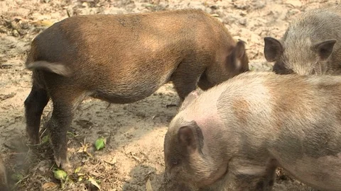 Avian Flu 動画素材 117131919