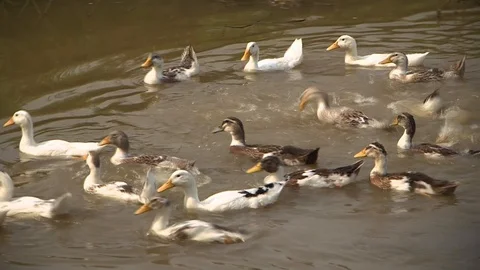 Avian Flu Stock Footage 117132225