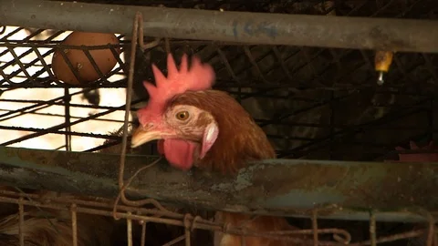 Avian Flu 動画素材 117132305