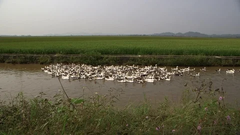 Avian Flu Vidéo 117132316