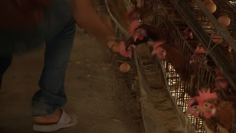 Avian Flu Vidéo 117132318