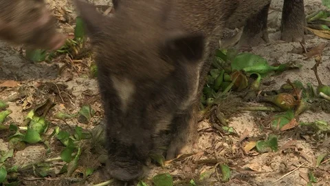 Avian Flu 動画素材 117132368