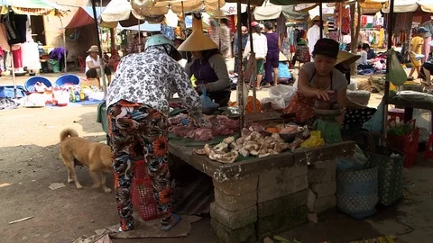 Avian Flu 動画素材 117132372