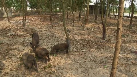 Avian Flu Vidéo 117132411