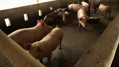 Avian Flu 動画素材 117132416