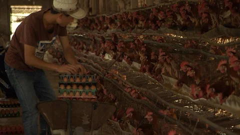 Avian Flu 動画素材 117132418