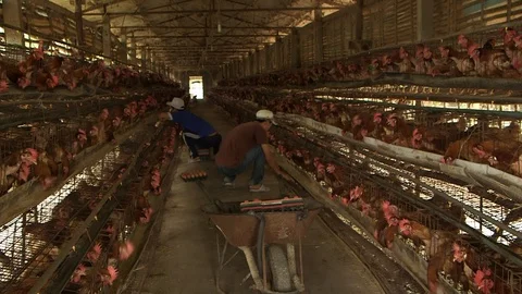 Avian Flu 動画素材 117132439