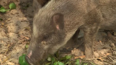 Avian Flu 動画素材 117132450