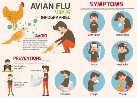 Avian flu infographic elements. Bird flu disease. Discussion on bird flu viru Illustrazione stock