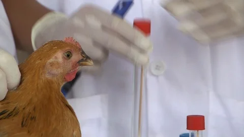 Avian Flu surveillance network and Bio Security Lab 3 Stock Footage 117132010