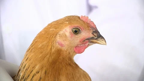 Avian Flu surveillance network in Vitenam 動画素材 117131053