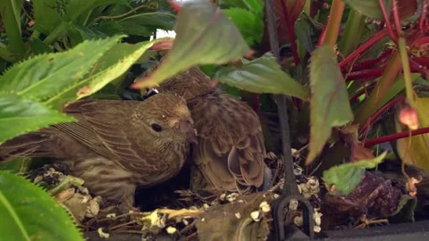 Avian Nesting Behavior: Female Cardinal Feeding Newborns in Stock Footage 340045217