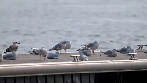 Avian Vigile Stock Footage 303941199