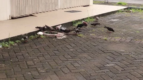 Aviary (1) 库存影片 338337109