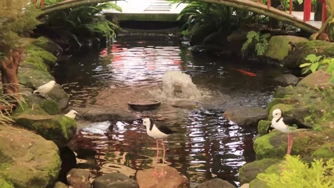 Aviary (2) 库存影片 338337034