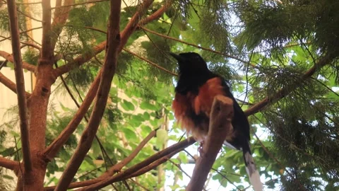 Aviary (4) Video stock 338337111