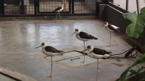 Aviary (5) Vidéo 338337163