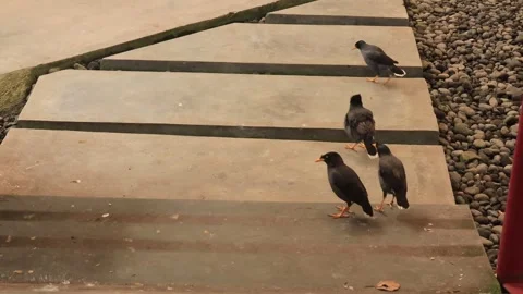 Aviary (6) Vidéo 338337148