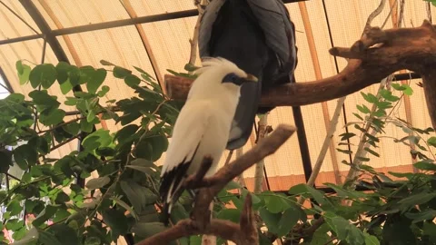Aviary (7) Video stock 338337325