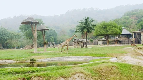 Aviary with giraffes in the open zoo. Video stock 100607220