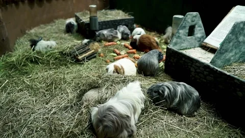 Aviary with guinea pigs Видео 238679246