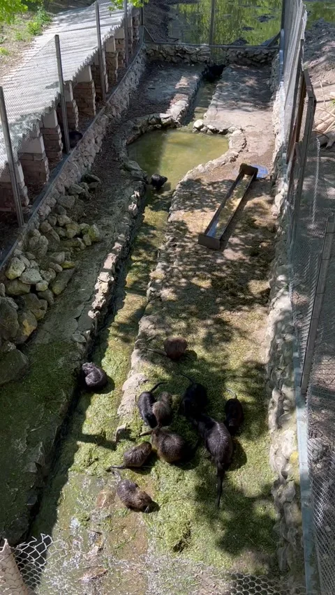 Aviary with otters Stock Footage 248568127