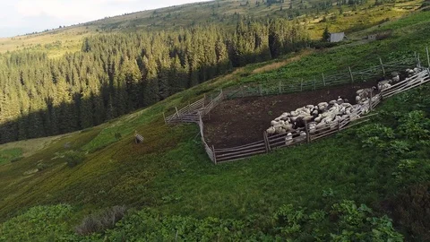 Aviary with sheep flock Stock Footage 97578837