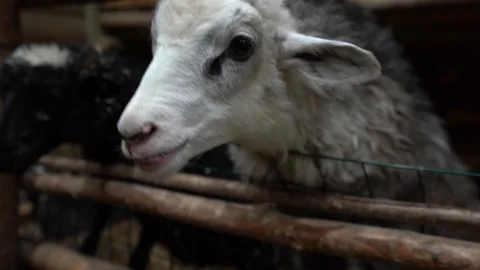 In the aviary sit two sheep Stock Footage 104702122