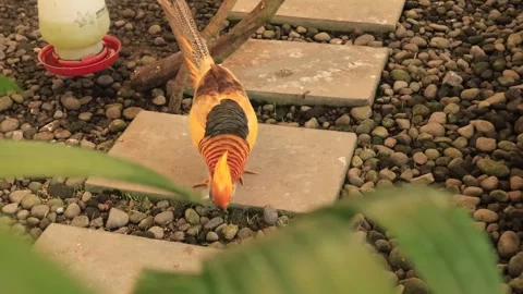 Aviary(8) Vídeo Stock 338337297