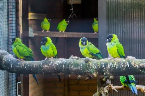 Aviculture, Aviary full with nanday parakeets, popular pets in aviculture, Tr Stock Photos