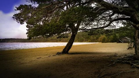 Aviemore Forest Stock Photos