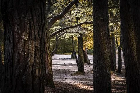 Aviemore Forest Stock Photos
