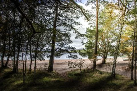 Aviemore Forest Stock Photos