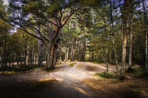 Aviemore Forest Foto stock