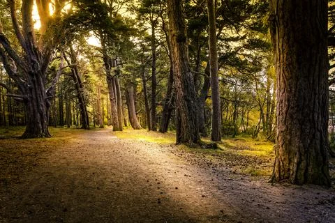 Aviemore Forest Stock Photos